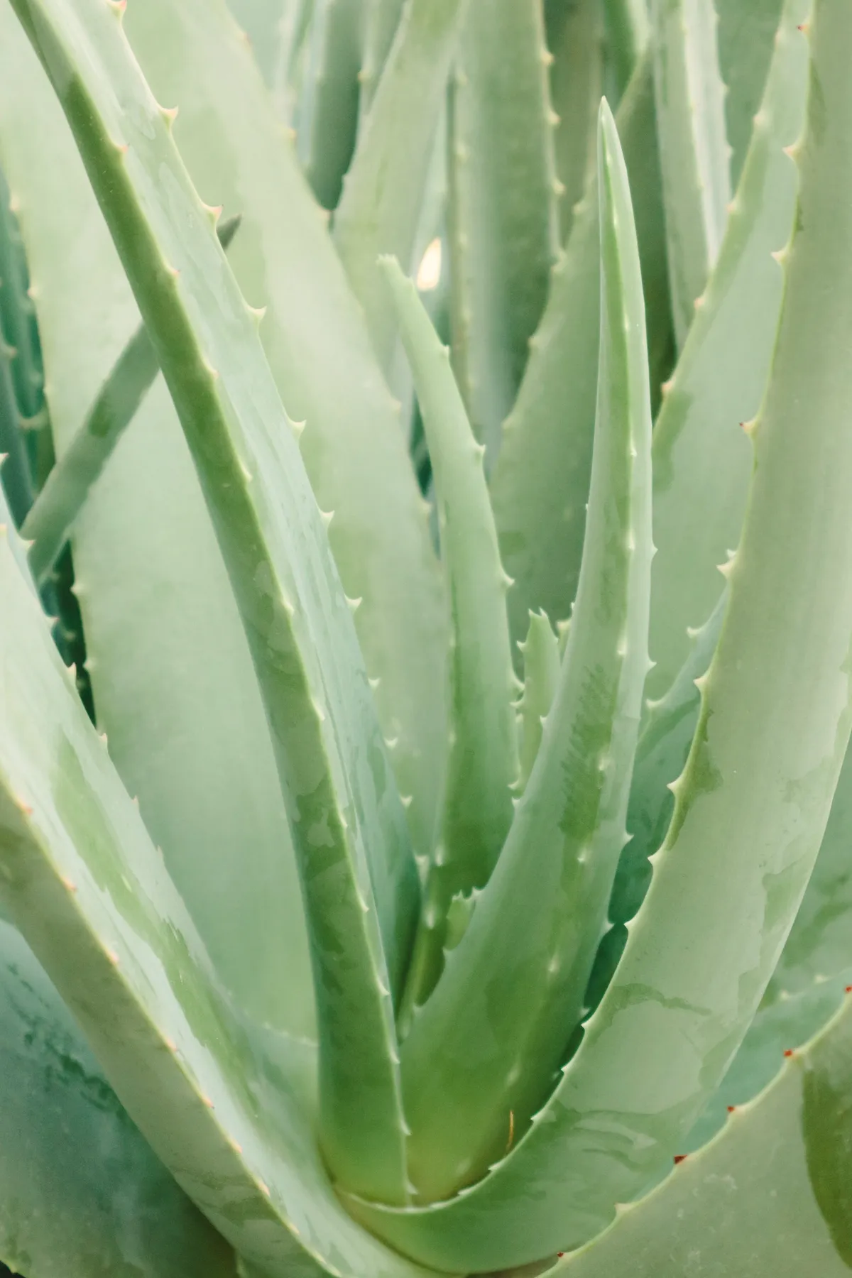 Mesnati listovi biljke aloe vere izbliza